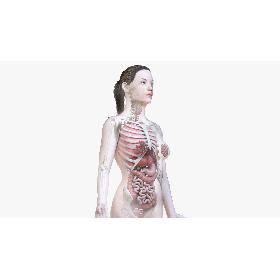 Female Body, Skeleton and Organs (Low Poly) 3D model